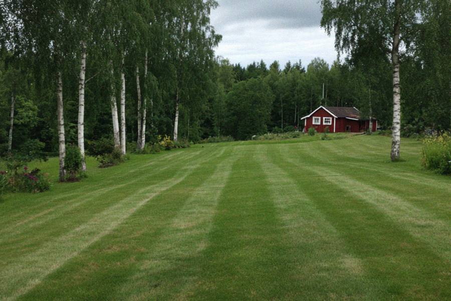 Nyklippt gräsmatta